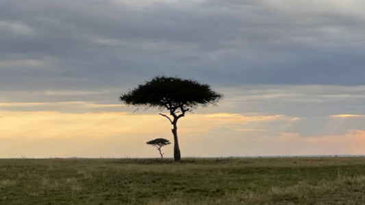 Return from The Mara
